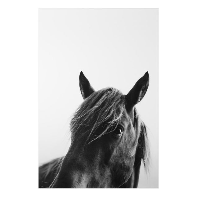 Horse prints Curious Horse