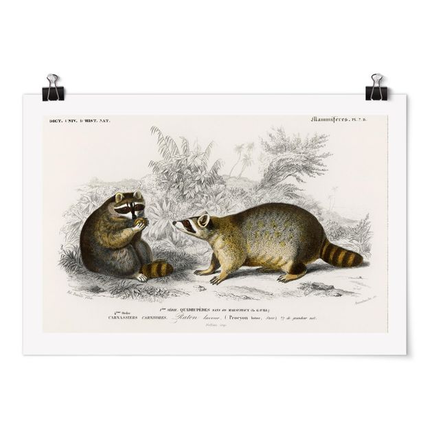 Prints animals Vintage Board Raccoon