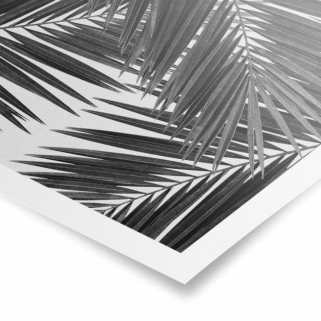 Prints floral View Through Palm Leaves Black And White