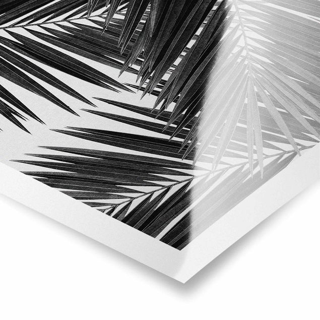 Black and white art View Through Palm Leaves Black And White