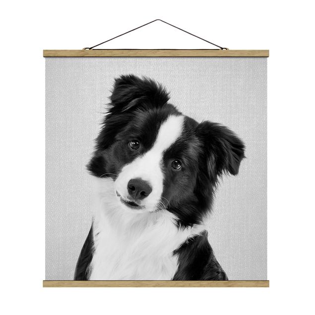 Posters black and white Border Collie Benni Black And White