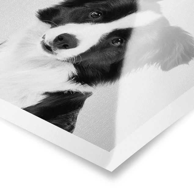 Prints black and white Border Collie Benni Black And White