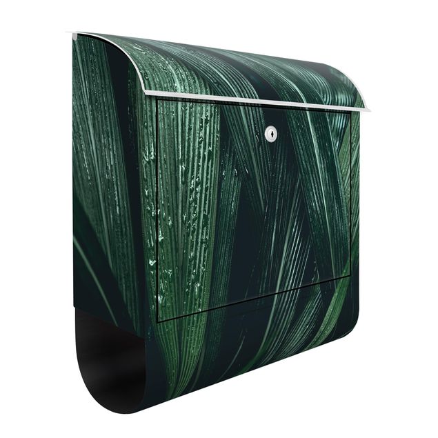 Letterboxes flower Green Palm Leaves