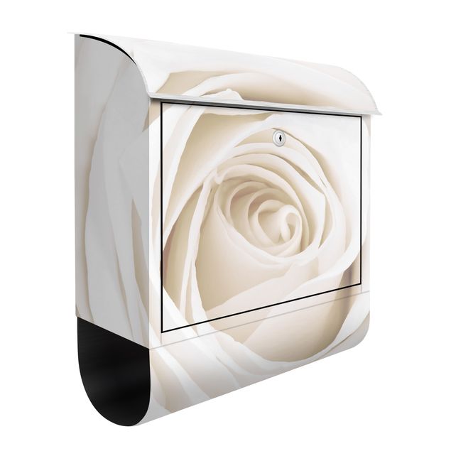 Letterboxes flower Pretty White Rose