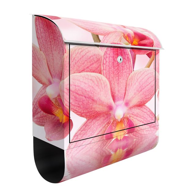 Letterboxes flower Light Pink Orchid On Water