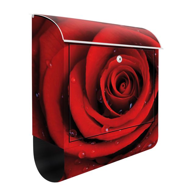 Letterboxes flower Red Rose With Water Drops
