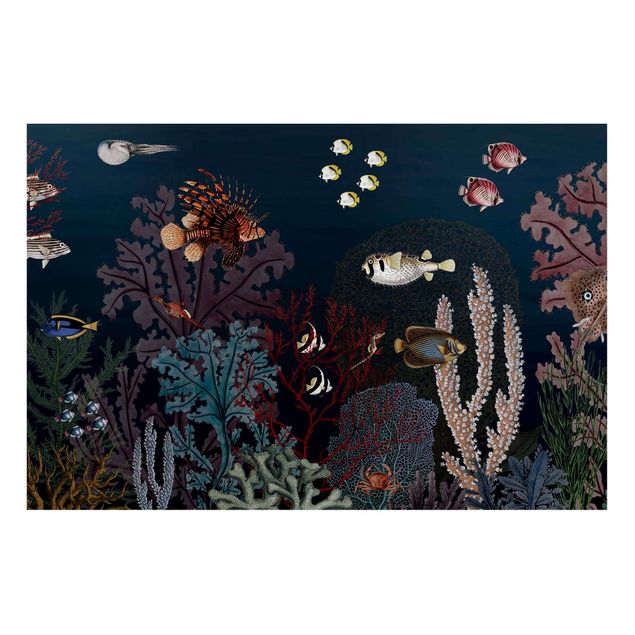Prints landscape Colourful coral reef at night