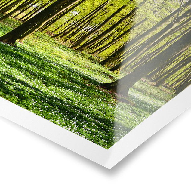 Posters landscape Forest Meadow