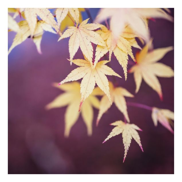 Floral canvas Autumn Maple Tree