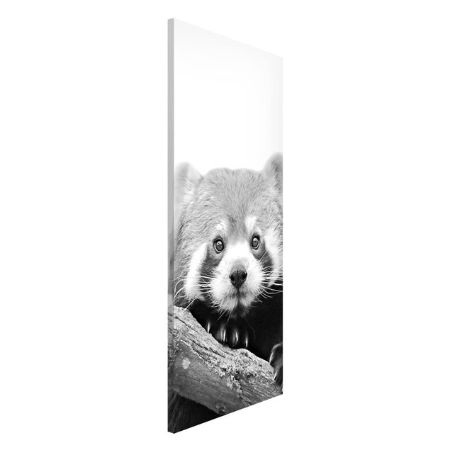 Nursery decoration Red Panda In Black And White