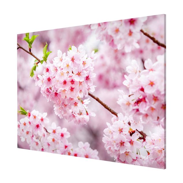 Magnet boards flower Japanese Cherry Blossoms