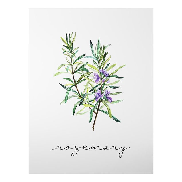 Floral canvas Herbs Illustration Rosemary