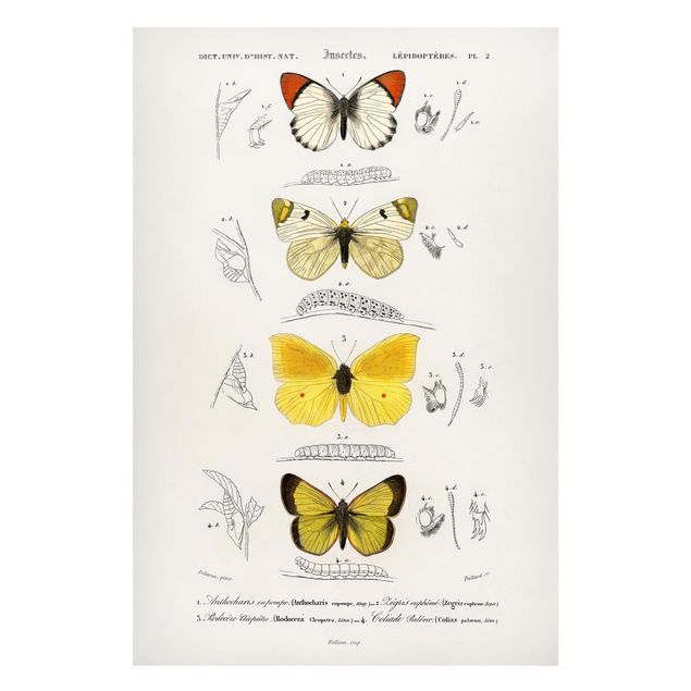 Butterfly print Vintage Board Butterflies II