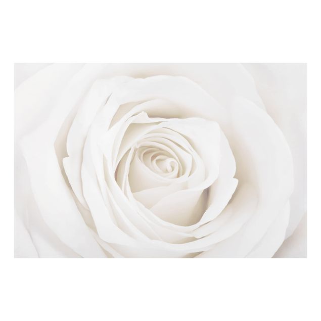 Glass Splashback - Pretty White Rose - Landscape 2:3