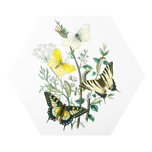 Flower print British Butterflies III