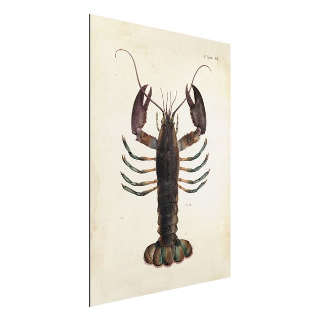 Kitchen Vintage Illustration Lobster