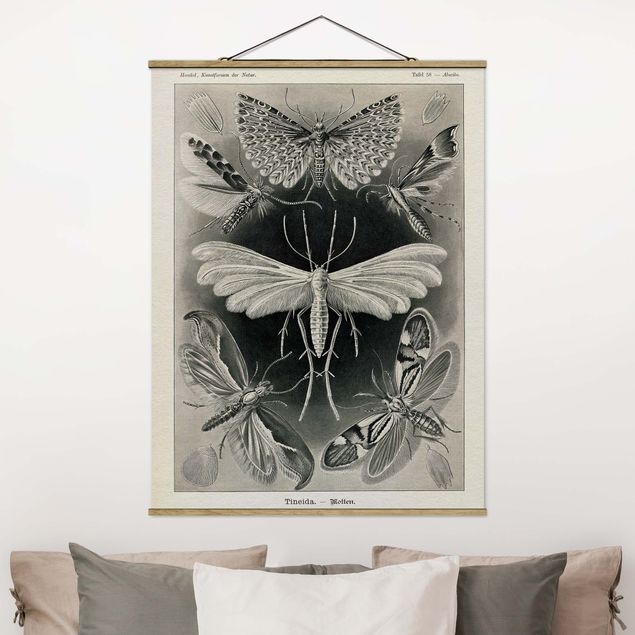 Kitchen Vintage Board Moths And Butterflies