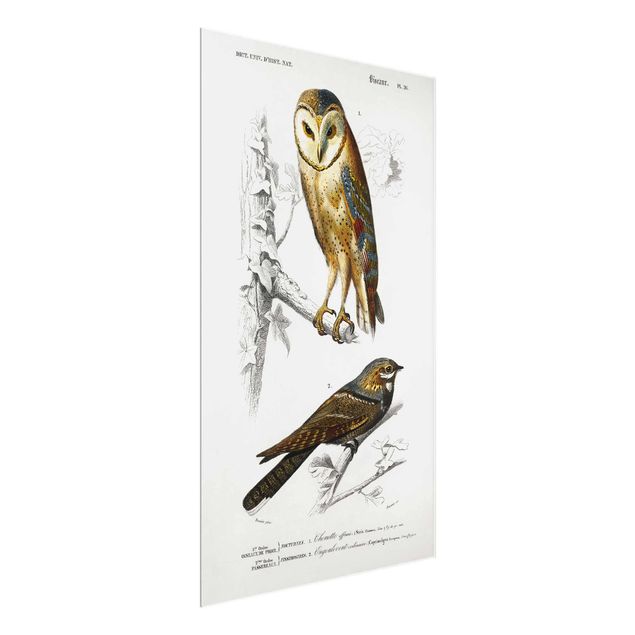 Animal canvas Vintage Board Owl And Swallow