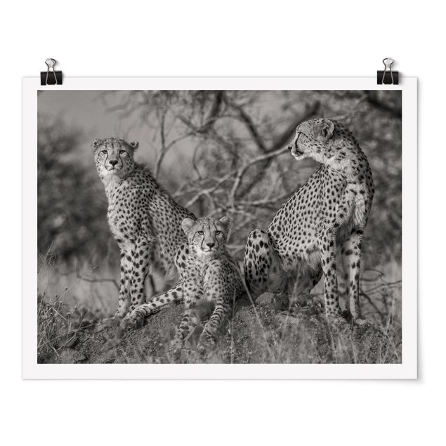 Prints modern Three Cheetahs
