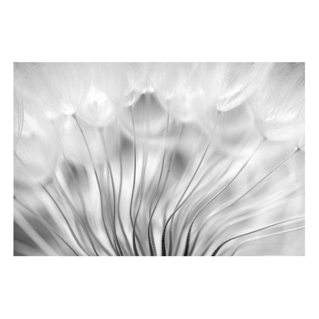 Magnet boards flower Beautiful Dandelion Black And White