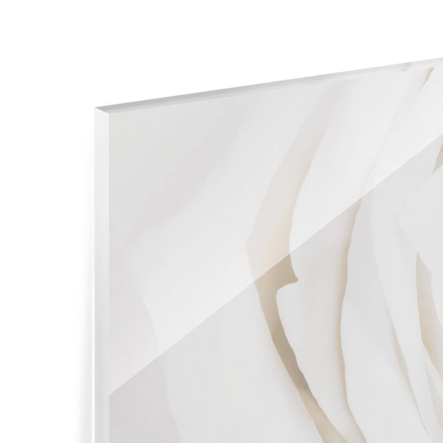 Glass Splashback - Pretty White Rose - Panoramic