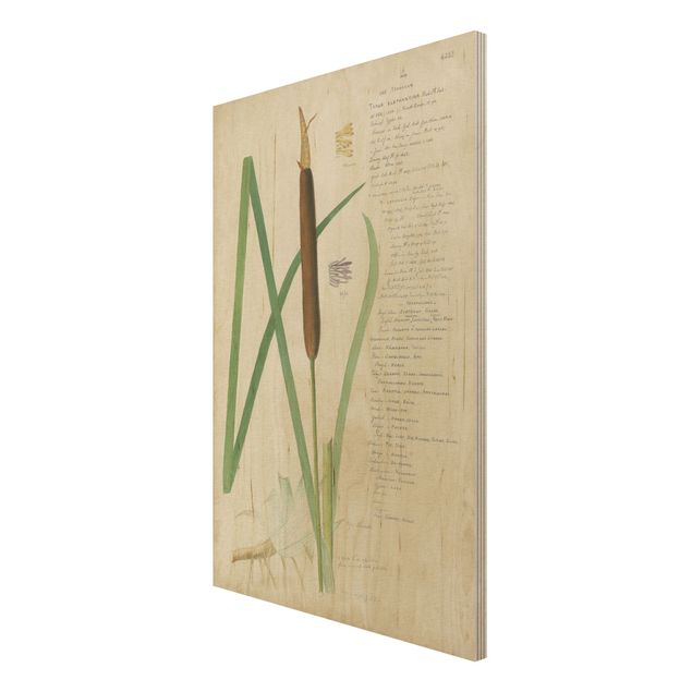 Wood prints vintage Vintage Botany Drawing Grasses II