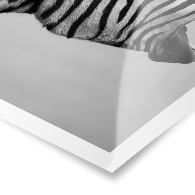 Black and white wall art Roaring Zebra ll