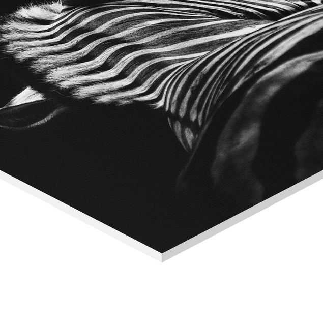 Hexagon photo prints Dark Zebra Silhouette