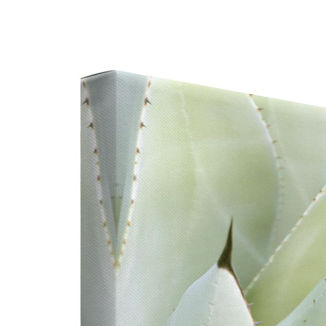 Canvas wall art Agave and Succulent Trio