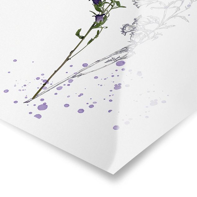 Prints Botanical Watercolour - Bellflower