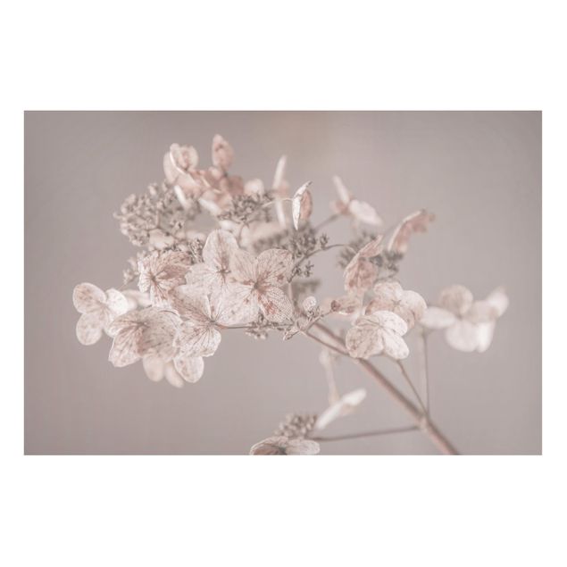 Magnet boards flower Delicate White Hydrangea