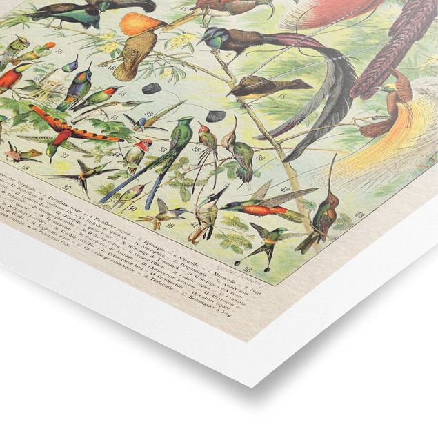 Prints multicoloured Vintage Board Birds Of Paradise