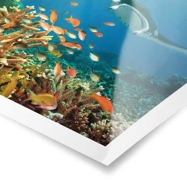 Posters animals Coral reef