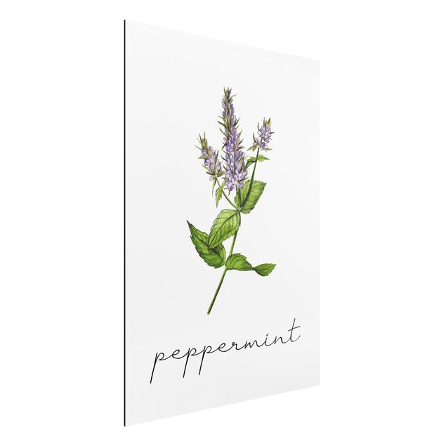 Kitchen Herbs Illustration Pepper Mint