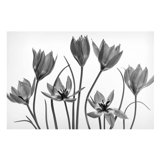 Magnet boards flower Seven Tulips Black And White