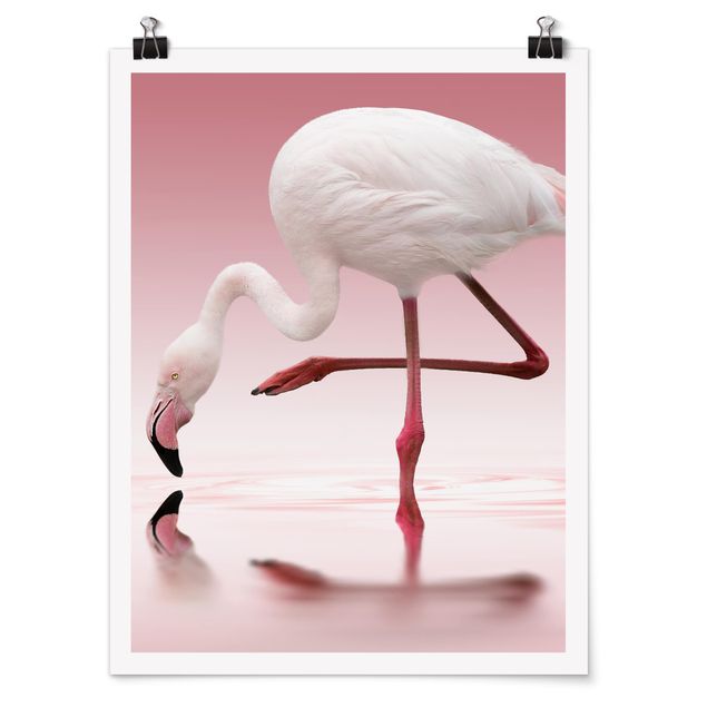 Posters animals Flamingo Dance