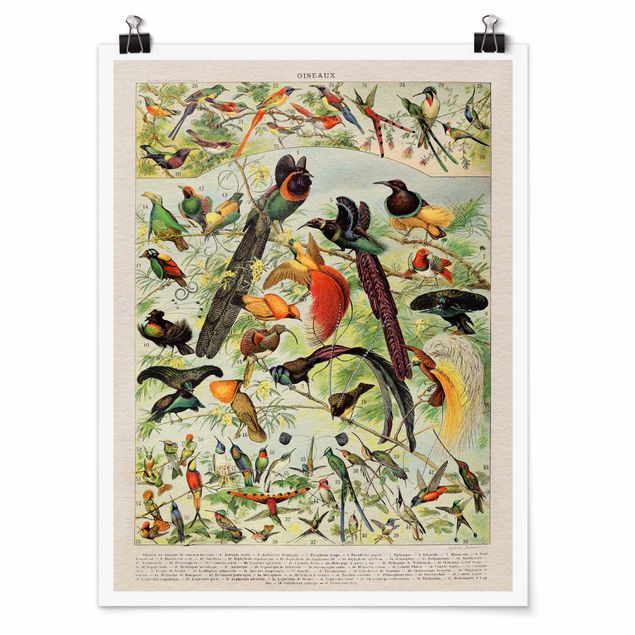 Retro prints Vintage Board Birds Of Paradise