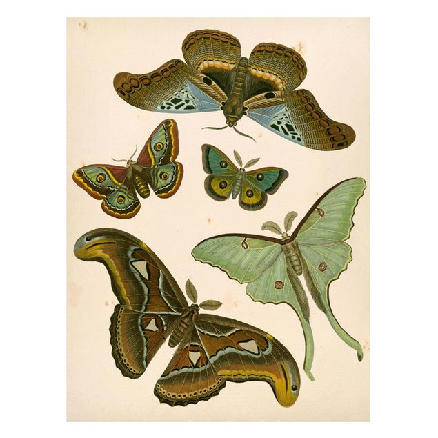 Butterfly art print Vintage Illustration Exotic Butterflies II