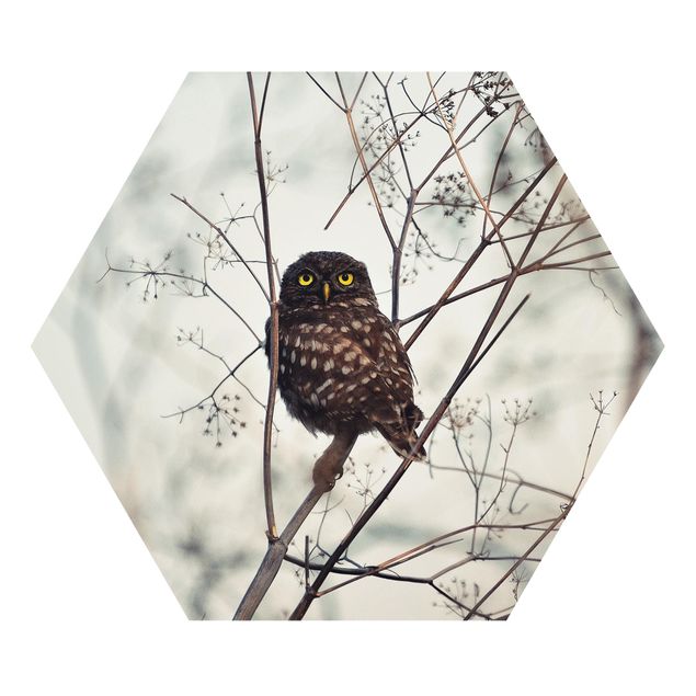 Prints Owl In The Winter
