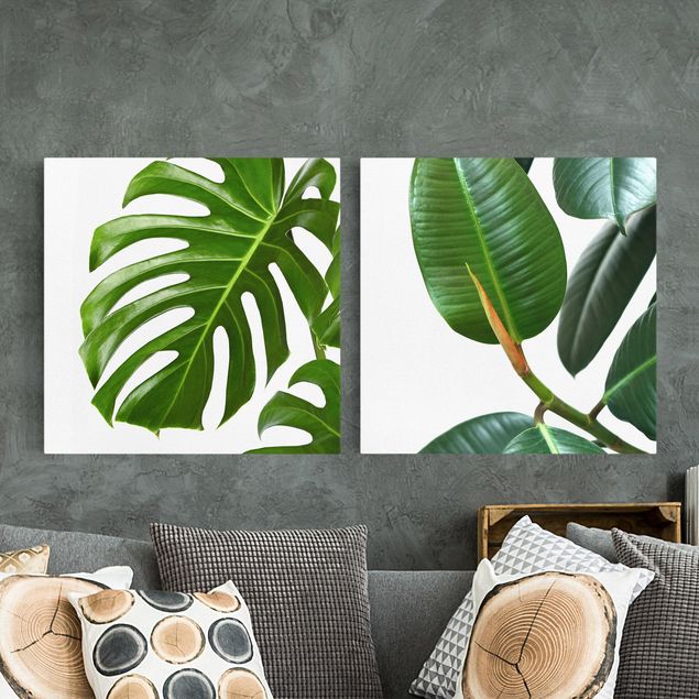 Kitchen Monstera And Rubber Tree