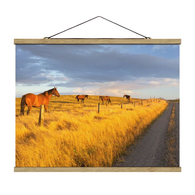 Animal canvas Field Road And Horse In Evening Sun
