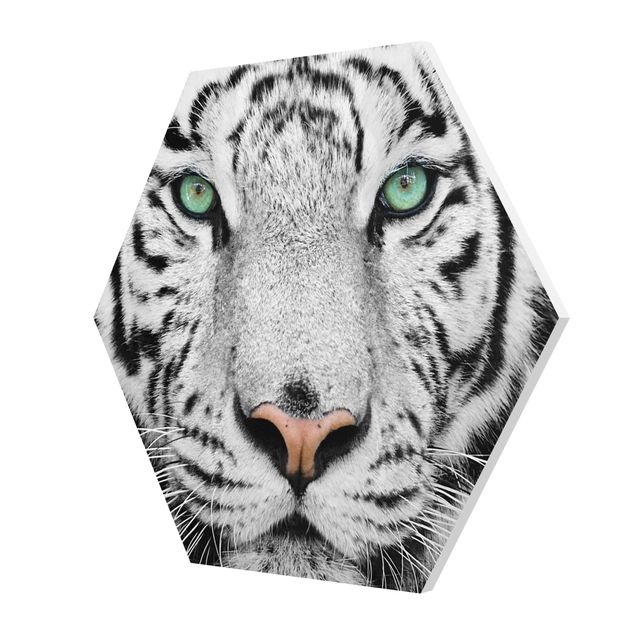 Prints black and white White Tiger
