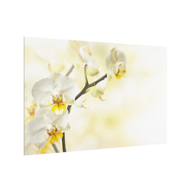 Glass splashback orchid branch