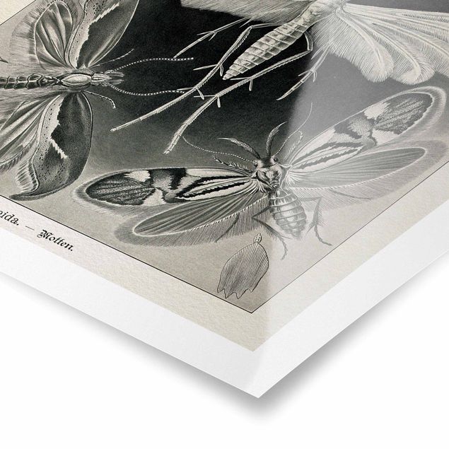 Black and white art Vintage Board Moths And Butterflies