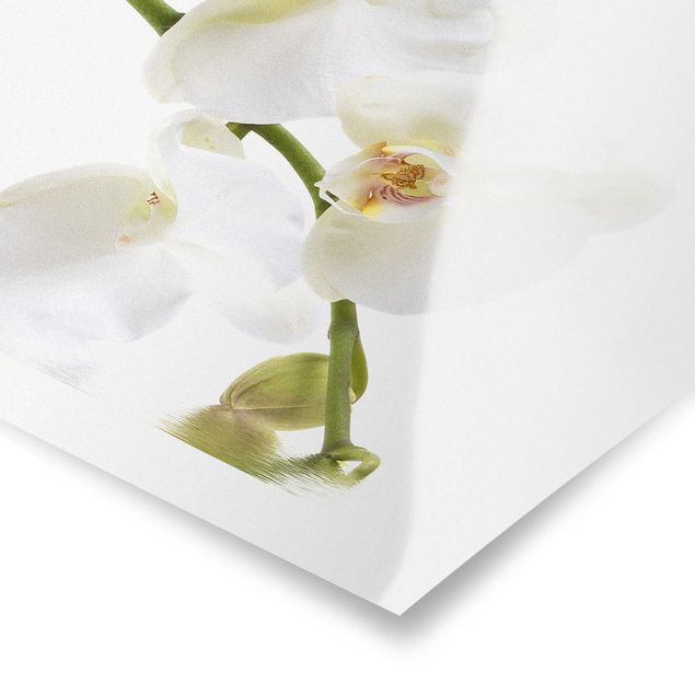 Contemporary art prints White Orchid Waters