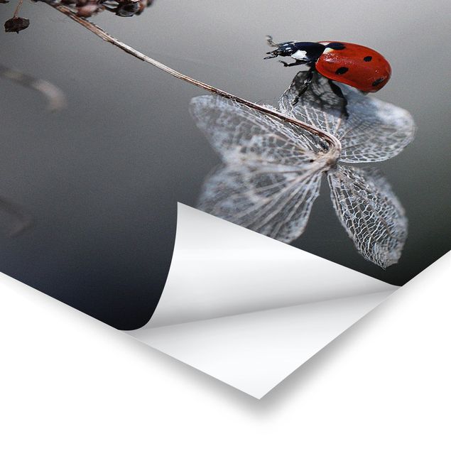 Poster print Ladybird On Hydrangea