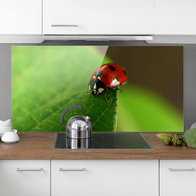 Kitchen Ladybird