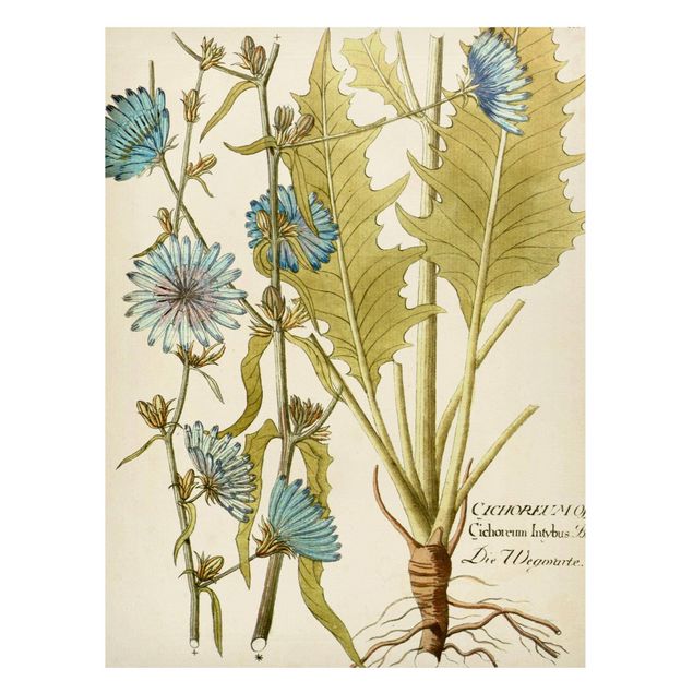 Magnet boards flower Vintage Botany In Blue Chicory