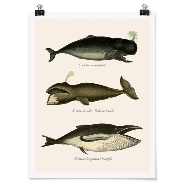 Animal canvas Three Vintage Whales