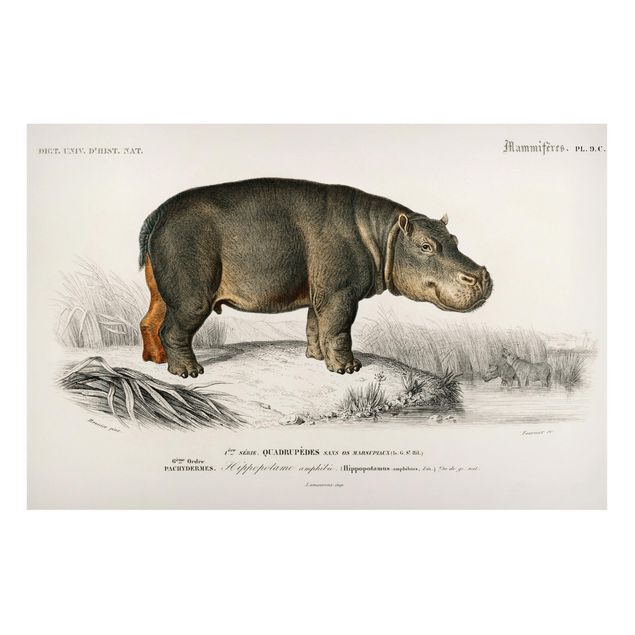 Prints landscape Vintage Board Hippo